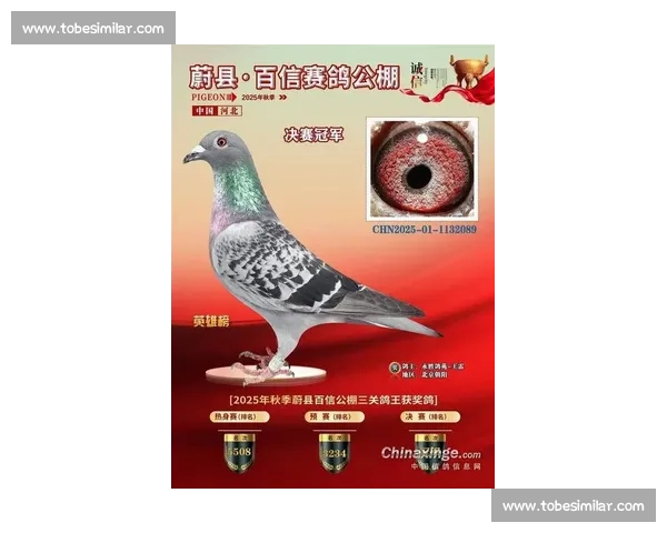 今日信鸽比赛精彩直播全程呈现，飞翔英雄齐聚一堂争夺冠军荣耀