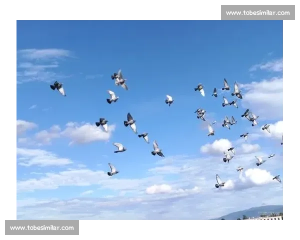 全国信鸽比赛盛况精彩纷呈 各地赛鸽高手齐聚一堂共襄盛举