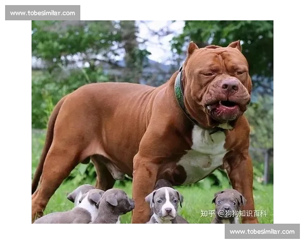 比特狗赛场激烈角逐展现速度与智慧的极限较量